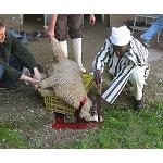Fotografia de El Halal demana pas també a Espanya