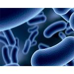 Picture of The IRTA hosts a Conference on the presence of biofilms in the food industry