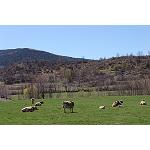 Fotografia de França i Espanya cooperen per al desenvolupament una raça bovina pirinenca