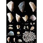 Foto de Los neandertales ibéricos comían marisco hace 150.000 años