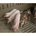 Foto de La conservación de las razas porcinas autóctonas, clave para preservar la industria tradicional según el proyecto Qubic