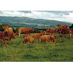 Picture of The sector of ovino and beef of England (Eblex) saw  of long in Alimentary