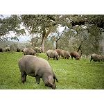 Picture of Iberian ham DOP Dehesa Extremadura