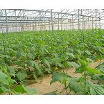 Foto de Las altas prestaciones, causantes del crecimiento de los films para agricultura