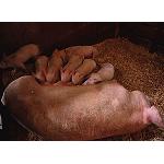 Foto de Guerra comercial encubierta contra el porcino espa�ol, segundo en importancia en la UE