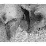 Foto de La reintroducci�n de las prote�nas animales transformadas en los piensos, a examen