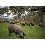 Foto de Asaja Córdoba presenta mociones para cambiar la norma del Ibérico y vigilar el cumplimiento de la actual