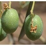 Foto de Insufese abona más de 1,6 M a las cooperativas olivareras para atender la falta de producción