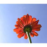 Picture of The sector of flowers and plants needs powerful commercial structures