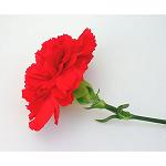 Fotografia de El clavell, la flor de moda que resisteix a la crisi