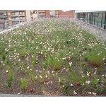 Fotografia de Tend�ncies en jardineria: substrats per a cobertes enjardinades