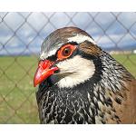 Picture of Super Feed Sets up Perdix On-line, a line of immediate advice for criadores of red partridge