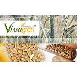 Picture of Tritordeum, a new natural cereal, arrives to the market