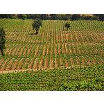 Fotografia de El canvi clim�tic impulsar� canvis globals en la producci� de vi