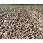 Foto de Arag�n investigar� la eficiencia h�drica y energ�tica del riego por goteo en cultivos extensivos