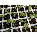 Foto de El CITA abre sus puertas para mostrar el fascinante mundo de la biodiversidad de las plantas que nos alimentan