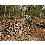 Fotografia de Les muntanyes de fet se sumen a la sol·licitud de Certificació de Gestió Forestal Sostenible