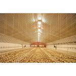 Picture of Future technologies of lighting in farms av�colas