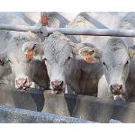 Foto de Cerca de 10.000 productores de leche gallegos recibir�n la ayuda al pago �nico