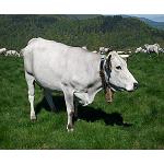 Picture of A virtual shepherd for the control of highland herds to distance