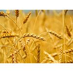 Picture of UPA Foresees a campaign of irregular �cereal, retarded and with a lot of uncertainties�