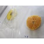 Fotografia de Itene lidera el desenvolupament d'un nou env�s per impulsar el consum de fruites