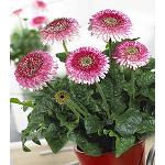Foto de Los Flower Trials 2013 muestran lo m�s granado de la flor europea