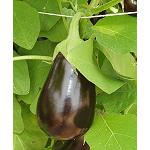Foto de Cajamar organiza un curso sobre el cultivo del pimiento y berenjena en Pedralba (Valencia)