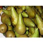 Foto de Europa estabiliza su producci�n de pera y prev� una cosecha con frutos de buena calidad
