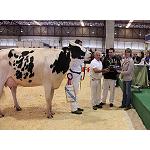 Foto de 'Pozosaa Goldwyn 6821 Rula', la Vaca Gran Campeona en el XXII Concurso Auton�mico de la Raza Frisona
