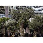 Foto de Las turbas y sustratos, el olivo y la camelia, protagonistas en Iberflora 2013