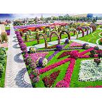 Fotografia de Dubai: un jardí en ple desert