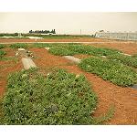 Foto de Estudio del comportamiento de diferentes portainjertos en un cultivo de sandía sin pepitas