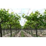 Picture of Syncron & Nitroactive: Split of the dormancia and advance of harvest