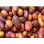 Picture of Determination of the penetration NIR in potato