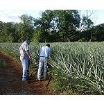 Picture of Sephu Proposes Fulvita-40 in the crop of the tropical pineapple