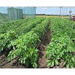 Picture of The vigour of the root is determinant in the selection of varieties of resistant potato to the drought