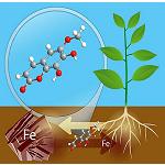 Foto de Identifican compuestos naturales que ayudan a las plantas a tomar hierro