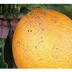 Picture of Dardo, an effective and sustainable solution against the red louse in citrus fruit