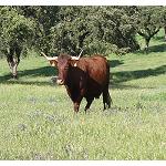 Picture of The MAGRAMA authorises the use of the logo 'Autochthonous Race' to the National Association of Criadores of Livestock Beef Selecto Race Retinta
