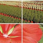 Foto de La exportación española de planta y flor creció un 10% hasta septiembre