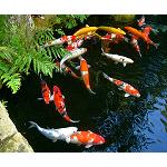 Fotografia de El Roji, un jardí creat per a la cerimònia del te