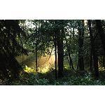 Foto de El escaso desarrollo de la certificación forestal en Iberia representa un problema de competitividad para el sector forestal