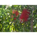 Picture of Effect of the irrigation deficitario moderate and severe in the tax of growth, radical morphology, transpiration and relations hídricas in plants of Callistemon citrinus