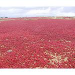 Picture of Evaluation of the physical quality-chemical and nutritional of the sweet pimiento of Tadla-Azilal (Morocco)
