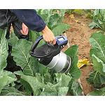 Fotografia de Estimació del contingut de nitrogen en fulles de coliflor per mètodes de transmitància i reflectància