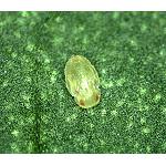 Fotografia de Capacitat d'exclusió de les malles antiinsectos enfront de 'Bemisia tabaci' (Gennadius)