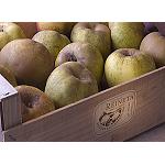 Foto de Más de 80.000 kg de manzanas comercializados hasta el momento