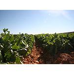 Foto de Asaja Murcia abre una oficina en Lorca para atender a los agricultores y ganaderos