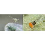 Foto de Cajamar organiza un nuevo seminario sobre el control biológico de plagas